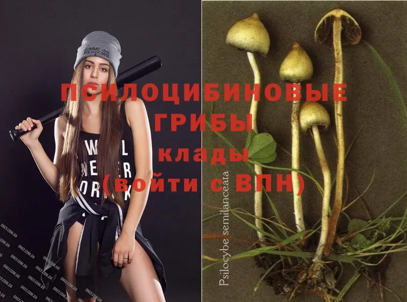 Галлюциногенные грибы Psilocybine cubensis  Бузулук 